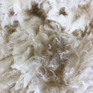 Alpaca Fleece