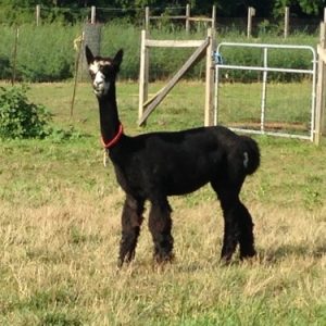 Asmerelda: Huacaya Open Female Alpaca for Sale in PA