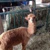 Annalee of Quarry Critters - Image 2