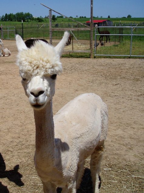 Huacaya Bred Female Alpaca for Sale in PA
