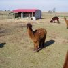 Sold - Nelly Custis of Quarry Critters - Image 2