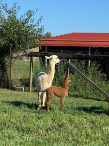 Needle Felt Kromski Needle Felting Kits - Quarry Critters Alpaca Ranch