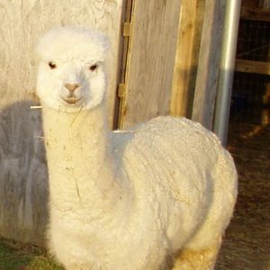 HUACAYA MALE ALPACAS FOR SALE