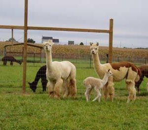 Alpaca Sales