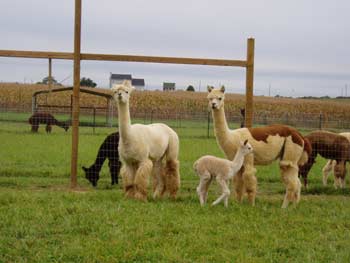 Alpaca Herds for Sale in PA