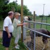 Tour the Alpaca Ranch - Image 9
