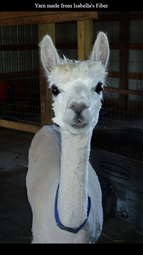 Yarn: Worsted Weight Alpaca yarn - Quarry Critters Alpaca Ranch