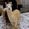 Abigail Hopper Gibbon - Image 4