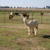 Abigail Hopper Gibbon - Image 6