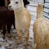 Abigail Hopper Gibbon - Image 2