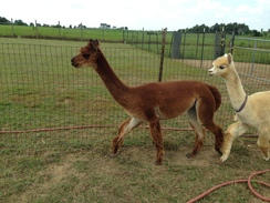 Quarry Critters Cheez Louise
