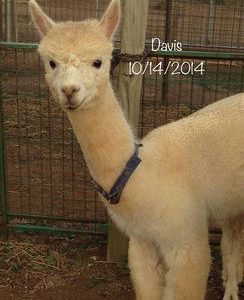 Huacaya Male Alpacas for Sale in Pa