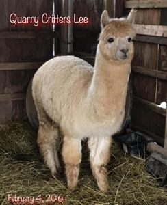 QCAR Lee