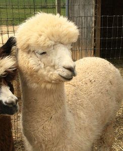 Ivory Male Alpacas for Sale in PA