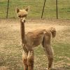 QCAR Midnight's Reginald - Image 3