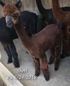 Sold - Quarry Critters Sheri