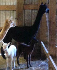 Female Alpacas for Sale in PA