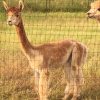 QCAR Midnight's Reginald - Image 6