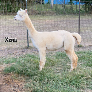 Quarry Critters Xena