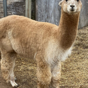 An adult male Huacaya Alpaca at Quarry Critters Alpaca Ranch.
