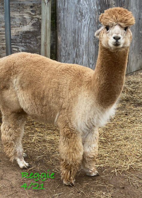 An adult male Huacaya Alpaca at Quarry Critters Alpaca Ranch.