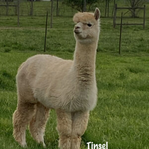 QCAR Isidoro' Tinsel
