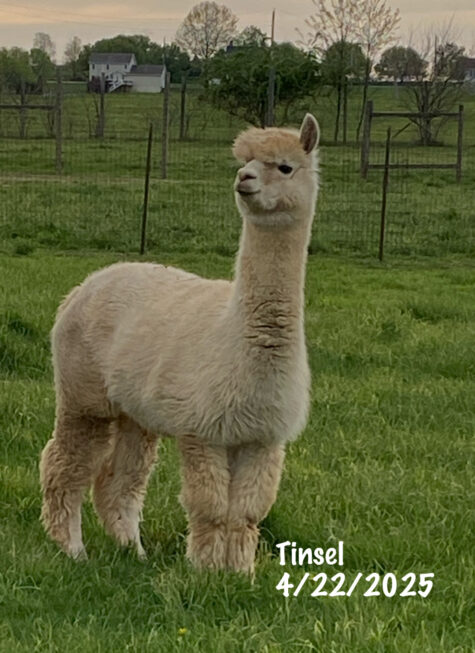QCAR Isidoro' Tinsel