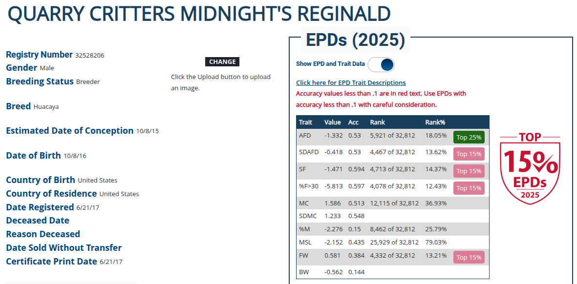 QCAR Midnight's Reginald - Image 9