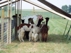 Huacaya Alpacas for Sale in PA