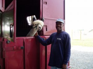 Alpaca Farm in Pennsylvania