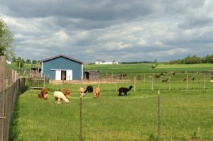 Huacaya Alpacas for Sale in PA