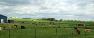 Medium Alpaca Farm in Pennsylvania