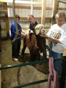 Processing Alpaca Fiber in PA