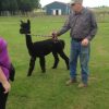 Alpaca Training Class in PA