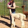 Tour the Alpaca Ranch - Image 4