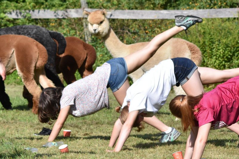 Farm Animal Yoga Alpaca Yoga Classes Near Gettysburg, PA Quarry