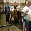 Processing 101 - Characteristics and skirting Alpaca Fibers - Image 9