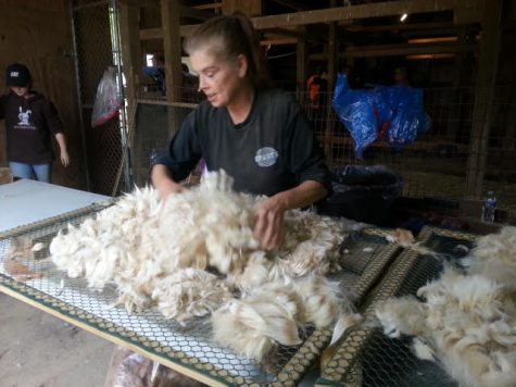 Processing 101 - Characteristics and skirting Alpaca Fibers