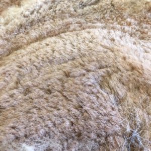 SOLD 2024 Med Fawn Raw alpaca fleece from alpaca named Chiquita
