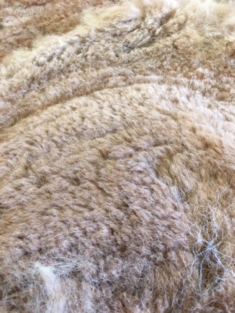 SOLD 2024 Med Fawn Raw alpaca fleece from alpaca named Chiquita