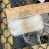 2024 Alpaca Beige fleece ~ Xena - Image 2
