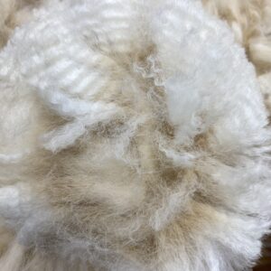 2024 Alpaca Beige fleece ~ Xena