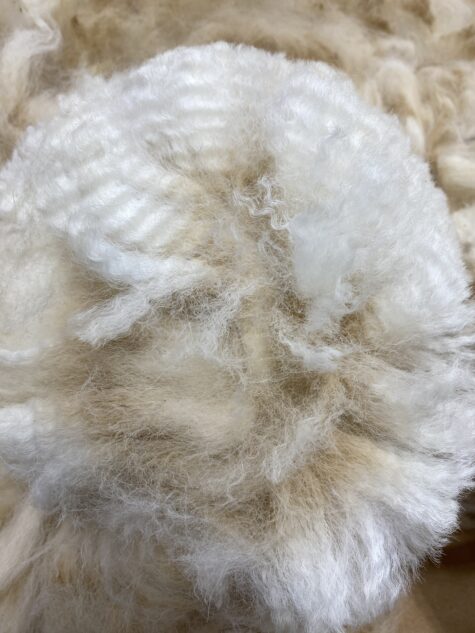 2024 Alpaca Beige fleece ~ Xena