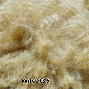 SOLD      2025 Golden Fawn Alpaca Fleece -Gold's Dust