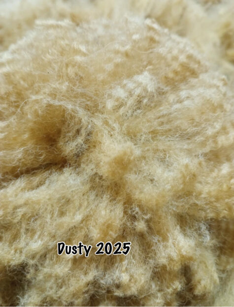 SOLD      2025 Golden Fawn Alpaca Fleece -Gold's Dust