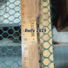 SOLD      2025 Golden Fawn Alpaca Fleece -Gold's Dust - Image 3