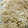 SOLD      2025 Golden Fawn Alpaca Fleece -Gold's Dust - Image 4
