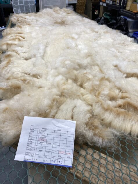2025 White Alpaca Fleece~ Tinsel