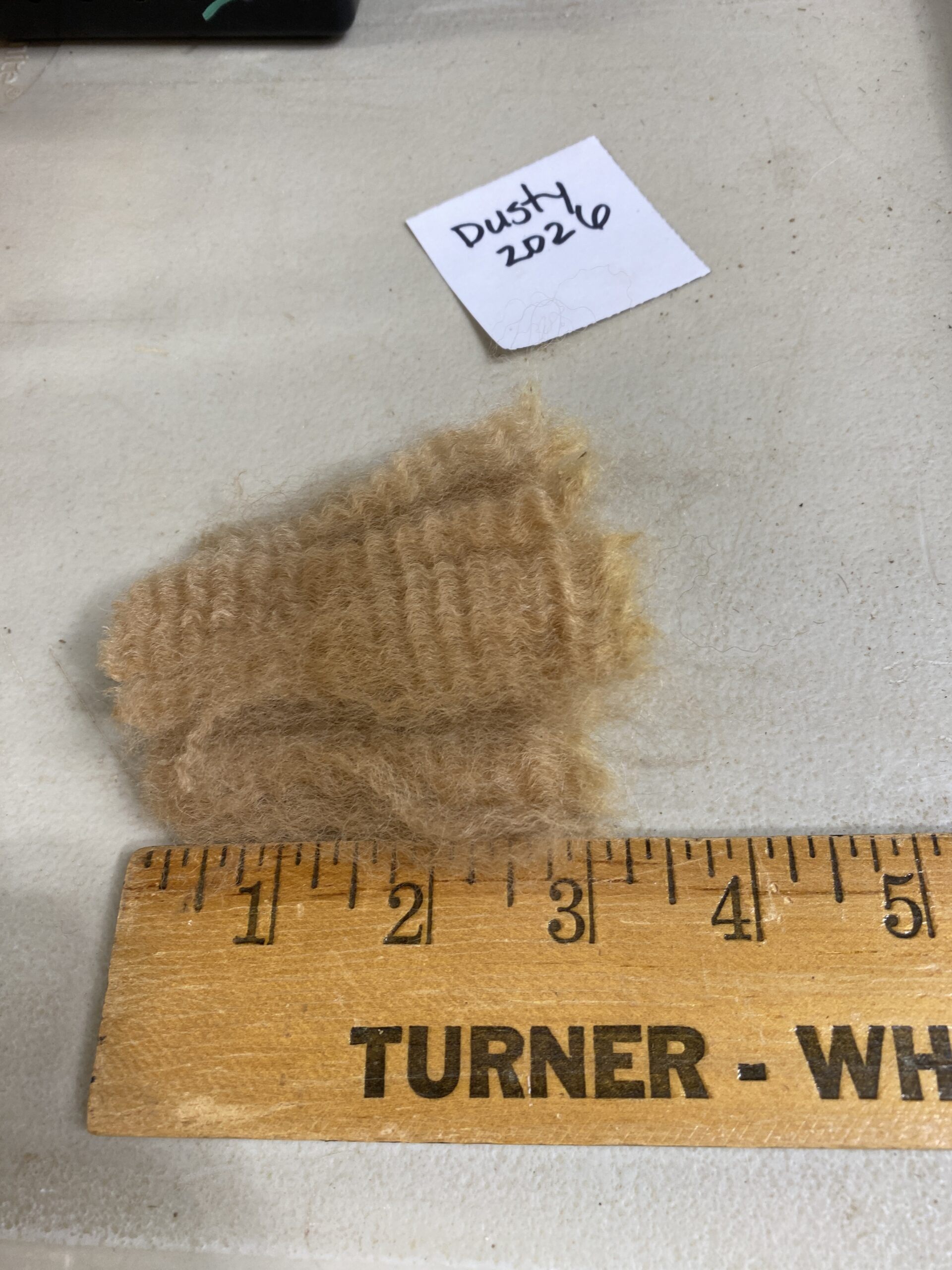 2026~~ Golden Fawn Alpaca Fleece -Gold's Dust - Image 2