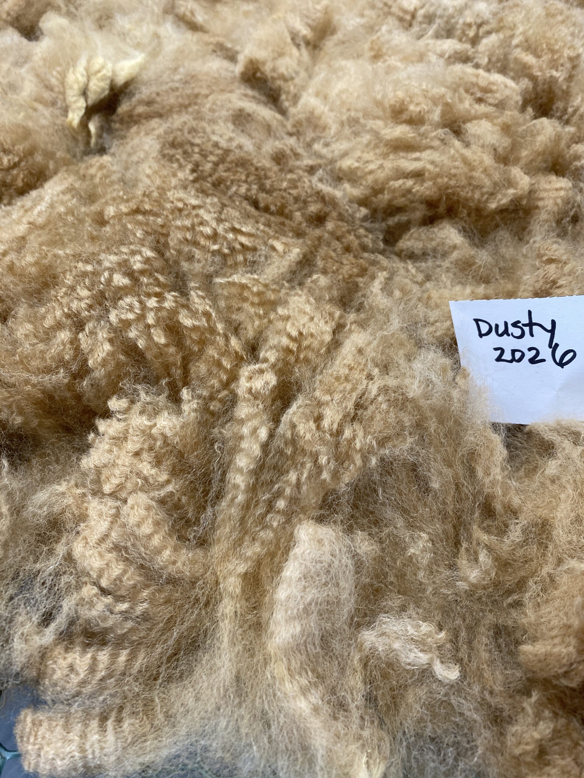 2026~~ Golden Fawn Alpaca Fleece -Gold's Dust - Image 3